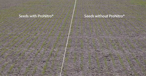 Seeds with ProNitro and seeds without ProNitro